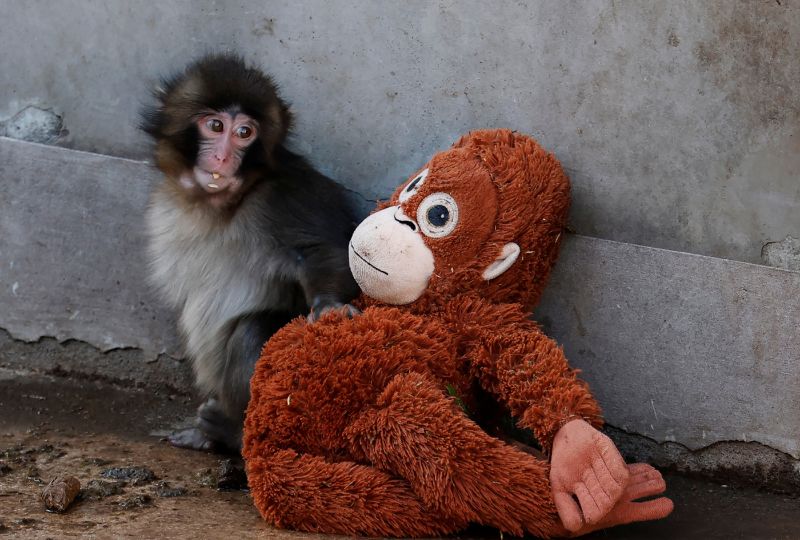 IKEA plush toy sells out after the abandoned baby monkey Punch goes viral